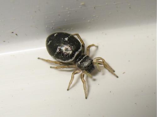 Réf. 141 660 : Heliophanus cupreus