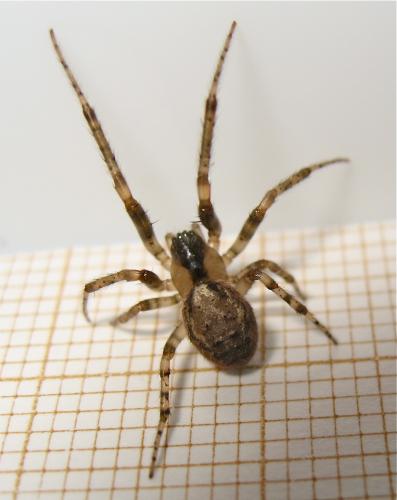 Zygiella x-notata