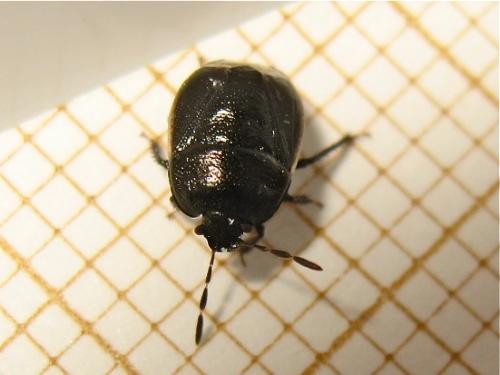 Legnotus limbosus