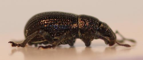 Strophosoma sus