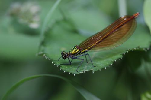 Calopteryx virgo