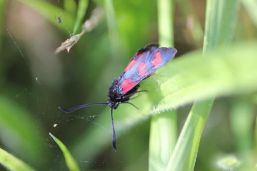 Zygaena sp.