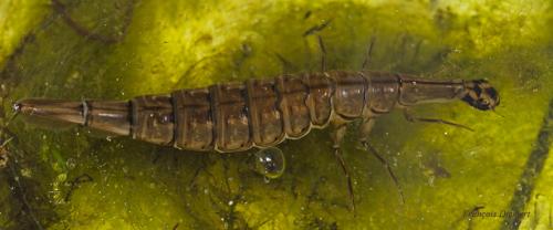 Réf. 141 754 : Acilius sp.