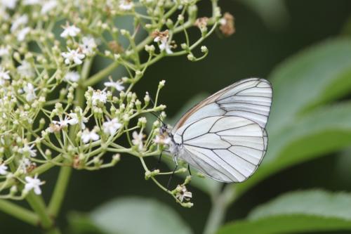 Aporia crataegi