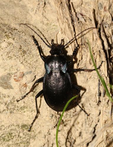 Réf. 141 512 : Carabus monticola