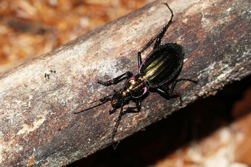 Carabus solieri