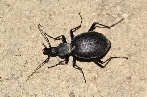Cychrus italicus
