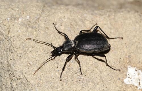 Cychrus italicus