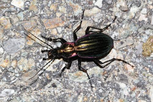 Carabus solieri
