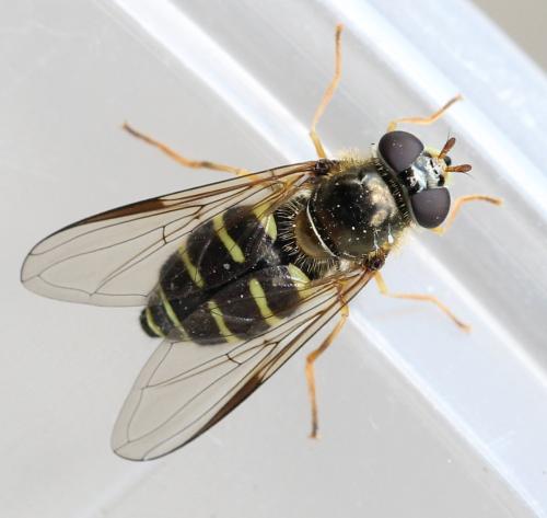 Dasysyrphus venustus