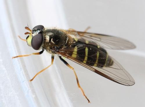 Dasysyrphus venustus