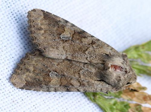 Réf. 141 473 : Apamea sordens