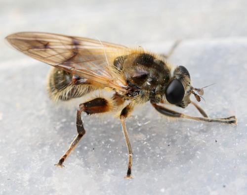 Brachypalpus laphriformis