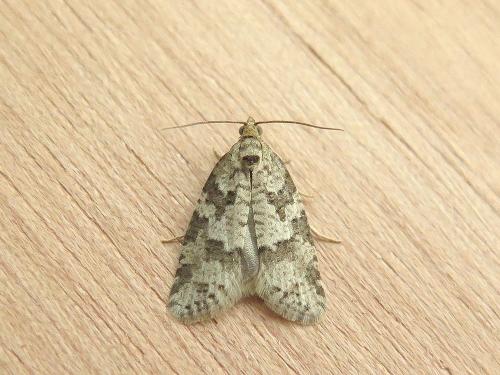 Réf. 141 063 : Cnephasia stephensiana