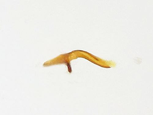 Réf. 141 065 : Cnephasia stephensiana