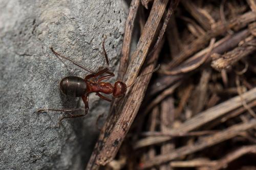 Formica truncorum