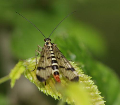 Panorpa communis