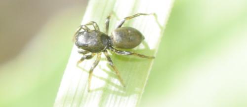Heliophanus sp.