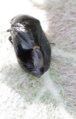 Penthimia nigra