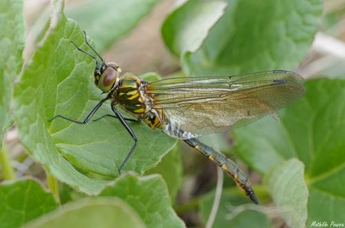 Somatochlora flavomaculata