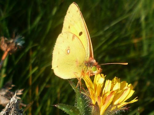 Colias croceus