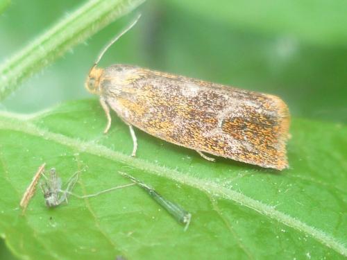 Réf. 141 059 : Ptycholoma lecheana
