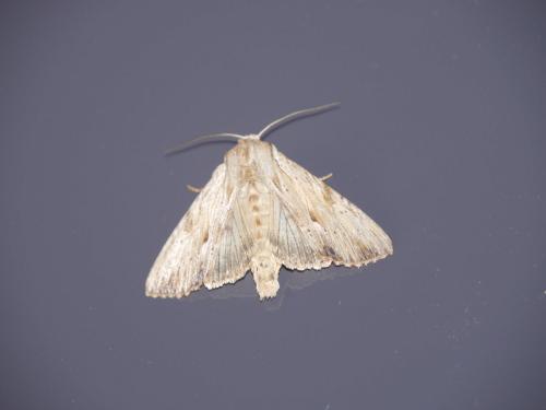 Réf. 141 372 : Apamea lithoxylaea