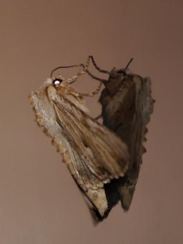 Réf. 141 385 : Apamea lithoxylaea