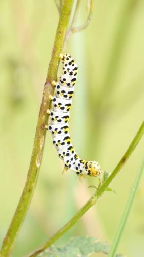 Réf. 141 292 : Cucullia sp.