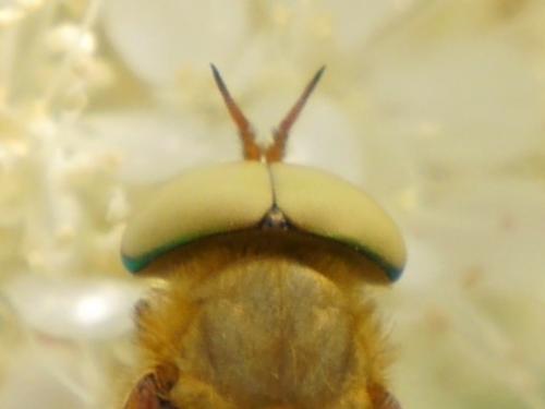Silvius sp.