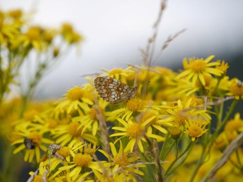 Melitaea athalia
