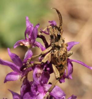 Rhagium sycophanta