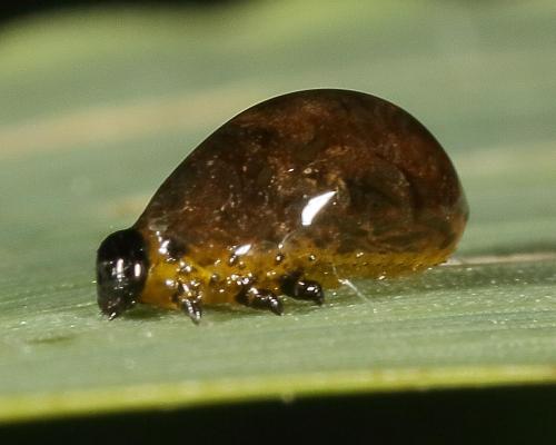 Réf. 141 539 : Oulema sp.