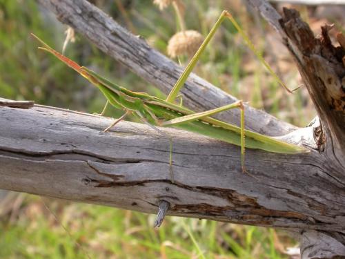 Acrida ungarica