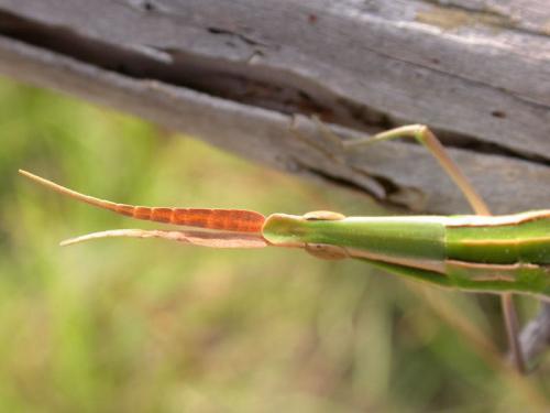 Acrida ungarica