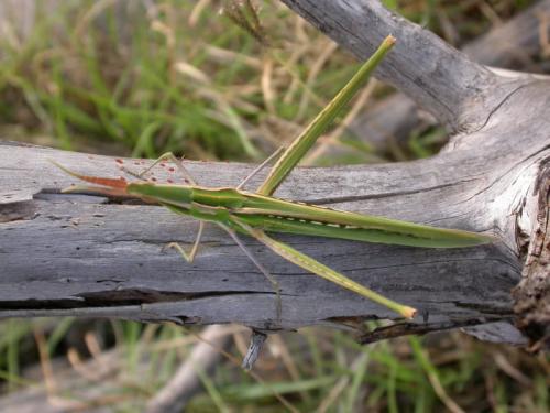 Acrida ungarica