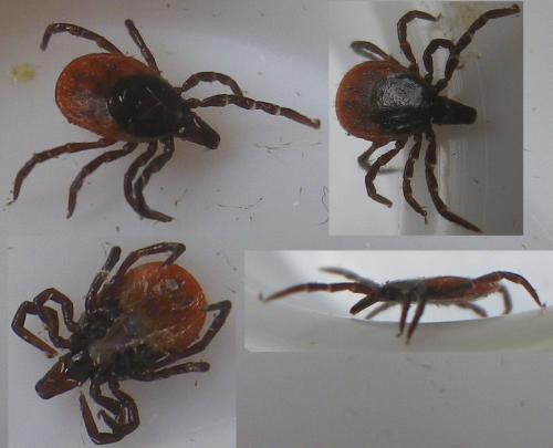 Réf. 141 010 : Ixodes ricinus