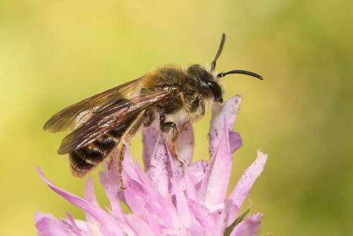 Andrena hattorfiana