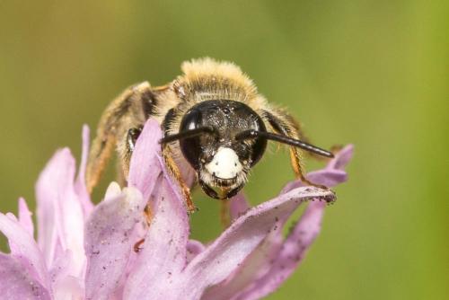 Andrena hattorfiana