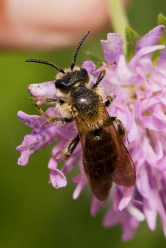 Andrena hattorfiana