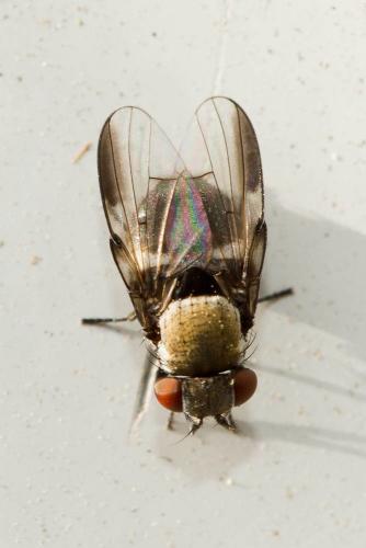 Milichia speciosa