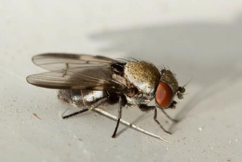 Milichia speciosa