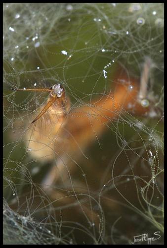 Dytiscus sp.