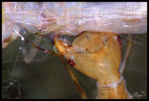 Dytiscus sp.