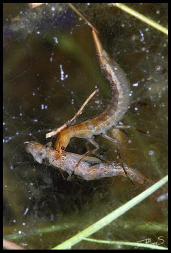 Dytiscus sp.