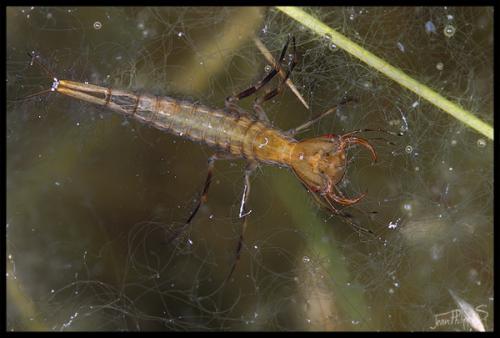 Dytiscus sp.