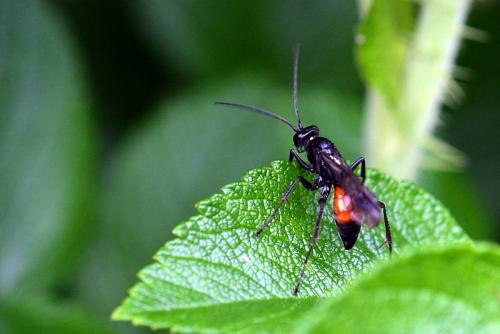 Caliadurgus sp.