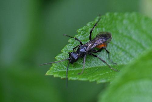 Caliadurgus sp.