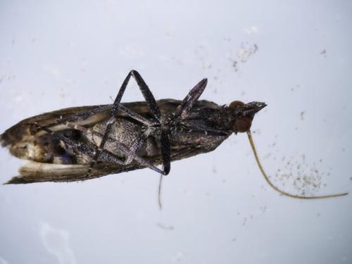 Plodia interpunctella