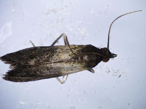 Plodia interpunctella